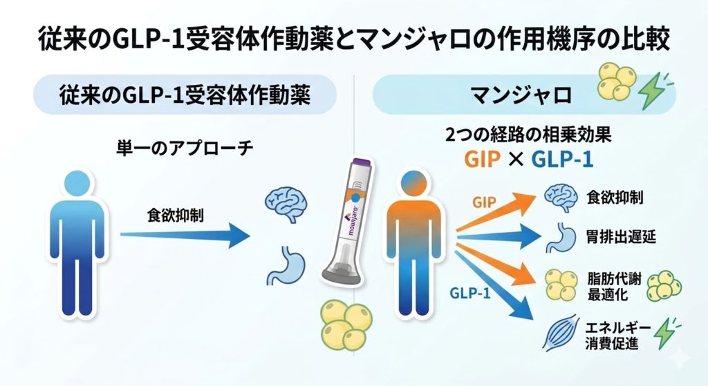 従来のGLP-1受容体作動薬(単一作用)と、GIPとGLP-1のダブル作用を持つマンジャロ(チルゼパチド)の作用機序の違いを比較したインフォグラフィック。左は従来薬(食欲抑制のみ)、右はマンジャロ(食欲抑制、胃排出遅延、脂肪代謝最適化、エネルギー消費促進)をアイコンと矢印で描写。