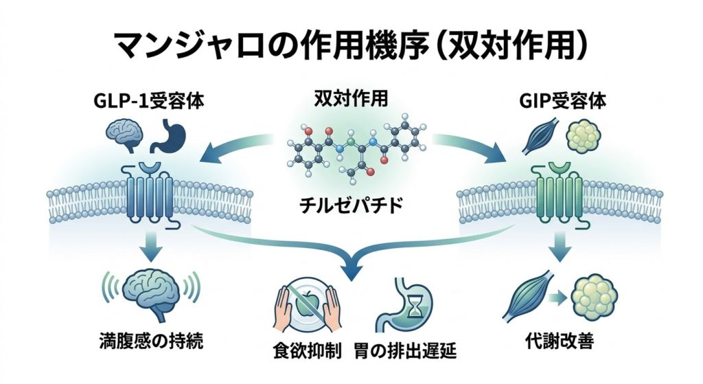マンジャロの主成分チルゼパチドがGLP-1とGIPの2つの受容体に同時に働きかける作用機序のイラスト