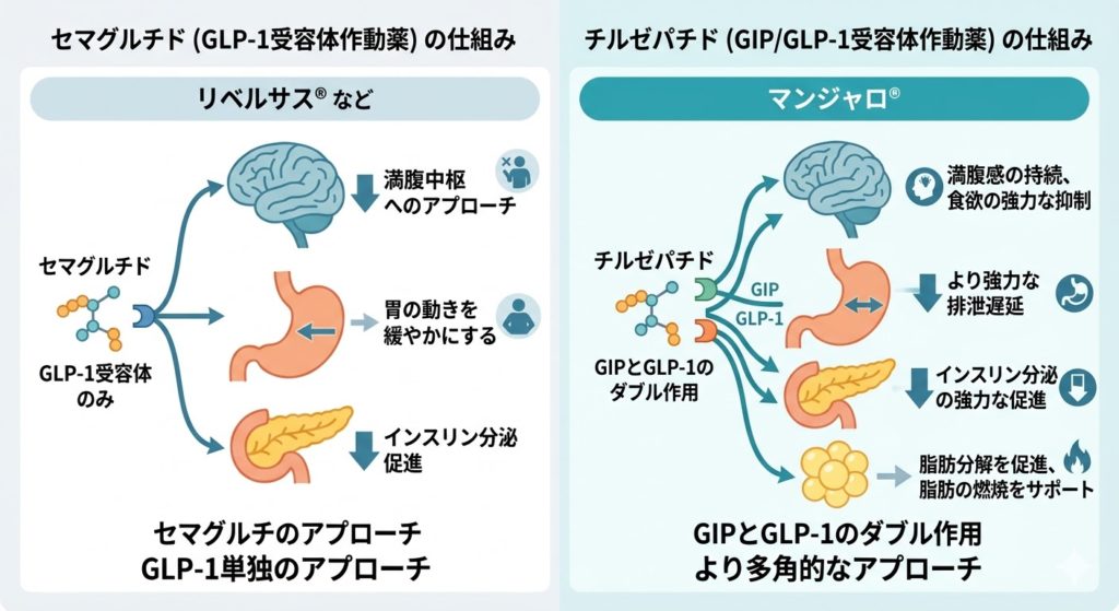 マンジャロ(GIPとGLP-1のダブル作用)とリベルサス(GLP-1単独)の体への効き方の違いを示す図解