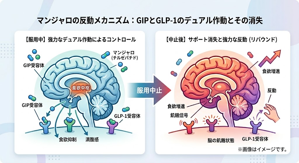 マンジャロ服用中の強力な食欲抑制と、服用中止後に起こる反動メカニズム（脳の飢餓状態と食欲増進）を示した図解