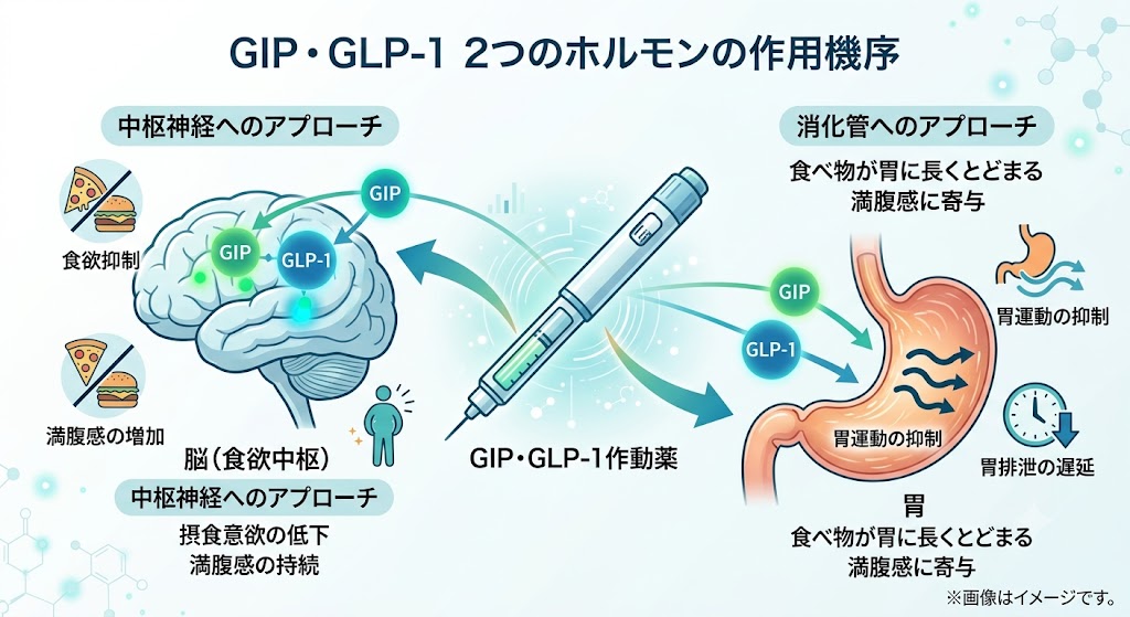 マンジャロの有効成分であるGIPとGLP-1の2つのホルモンが、脳の食欲中枢と胃の消化管に働きかけるダブルアクションの仕組みを図解したイラスト