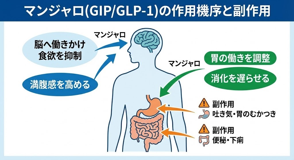 マンジャロ（GIP/GLP-1）が脳や胃に働きかけて食欲を抑制し、満腹感を高める仕組みと、吐き気や便秘などの副作用を示した図解。