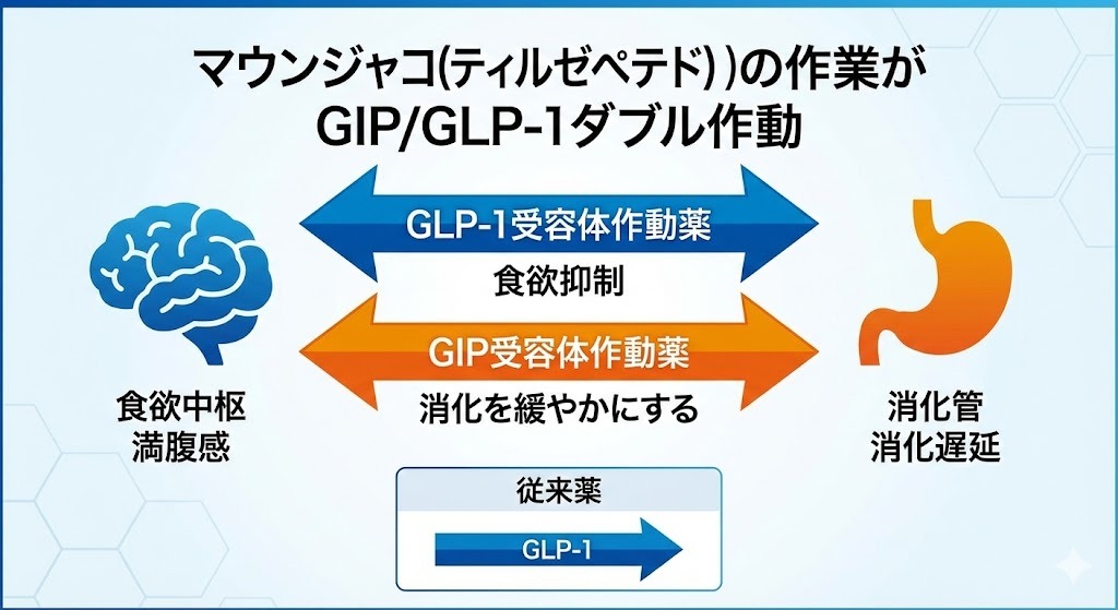マンジャロ（チルゼパチド）が脳の食欲中枢と胃の消化管にGIP/GLP-1受容体作動薬として作用し、食欲抑制と消化遅延による満腹感を持続させる仕組みの図解。従来薬との違いも比較表示。