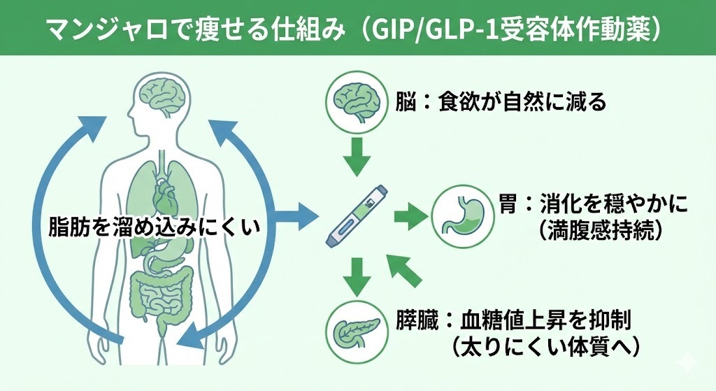 マンジャロ（GIP/GLP-1受容体作動薬）が脳（食欲抑制）、胃（消化遅延）、膵臓（インスリン分泌促進）に働きかけ、痩せやすい体質をサポートする仕組みのイラスト。