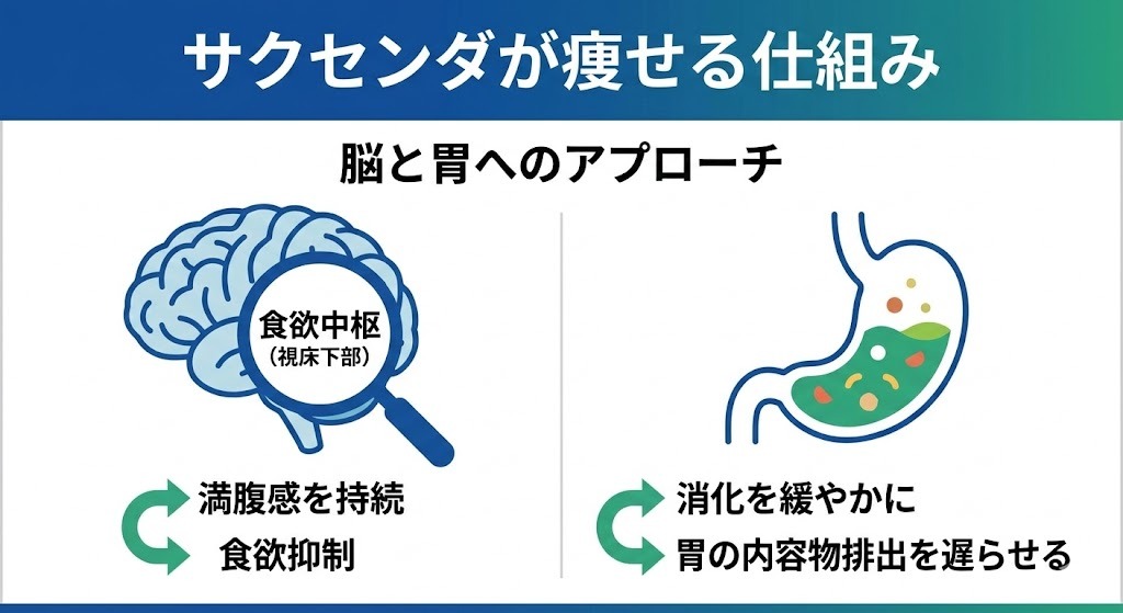 サクセンダが食欲抑制（脳）と胃の内容物排出遅延（胃）の両方へアプローチする仕組みを図解した、清潔で正確な医療用インフォグラフィック。脳には「食欲中枢（視床下部）」への「満腹感を持続」「食欲抑制」の矢印、胃には「消化を緩やかに」「胃の内容物排出を遅らせる」の矢印。