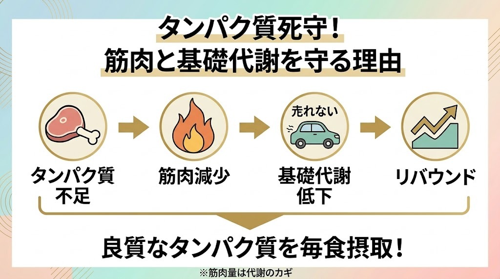 タンパク質死守！筋肉と基礎代謝を守る理由図解。タンパク質不足から筋肉減少、基礎代謝低下、リバウンドへの負のループを視覚化。