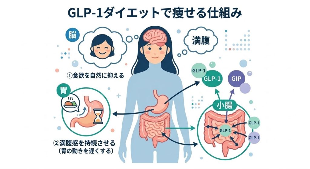 GLP-1ダイエットで痩せる仕組みを図解したインフォグラフィック。脳の食欲中枢に作用して食欲を自然に抑え（①）、胃の動きを緩やかにして満腹感を持続させる（②）ことで、無理なく摂取カロリーを減らすメカニズムを解説。