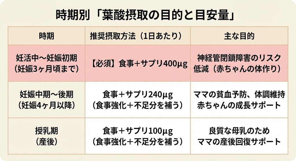 妊活中から授乳期までの、時期ごとの葉酸推奨摂取量（食事＋サプリ）と主な目的をまとめた表。特に「妊活中〜妊娠初期」の摂取が重要であることが強調されている。