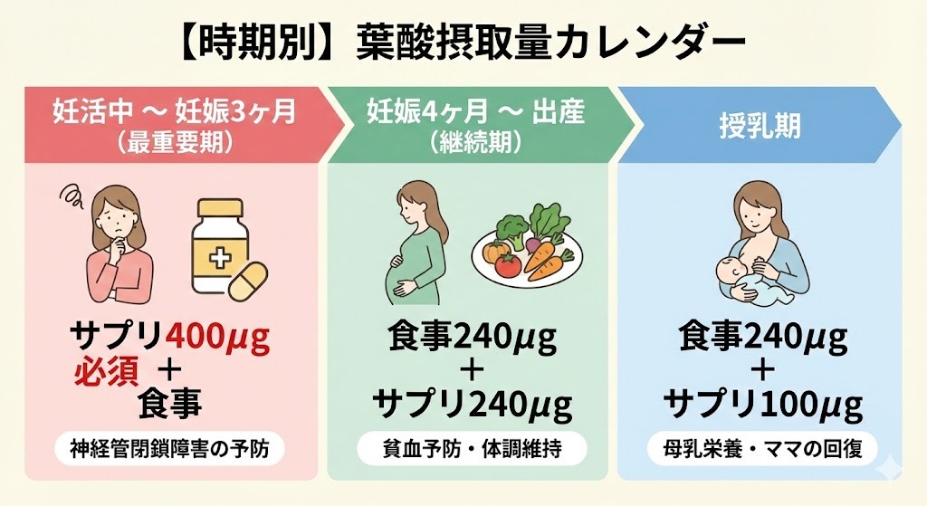 【時期別】葉酸摂取量カレンダー:妊活〜妊娠3ヶ月はサプリ400µgが必須、中期以降は食事中心、授乳期は母乳のために摂取することを示すタイムライン図