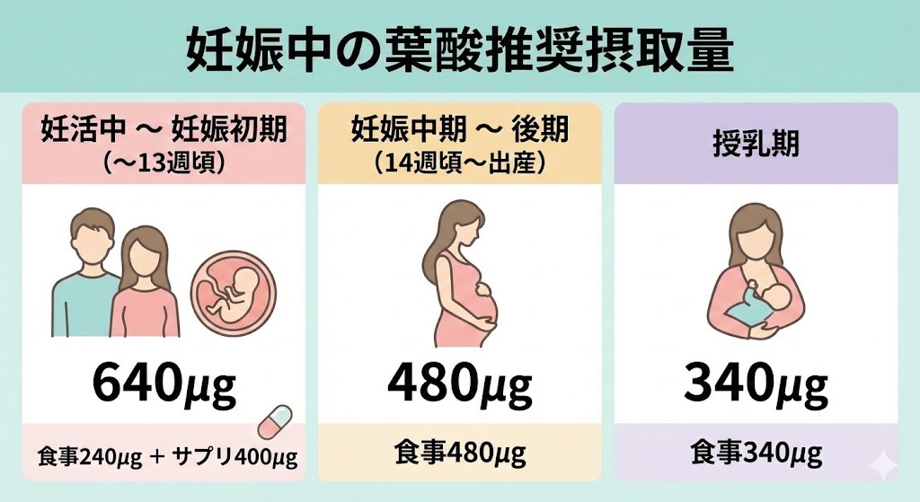 妊活中・妊娠初期・後期・授乳期ごとの葉酸摂取目標を示すインフォグラフィック