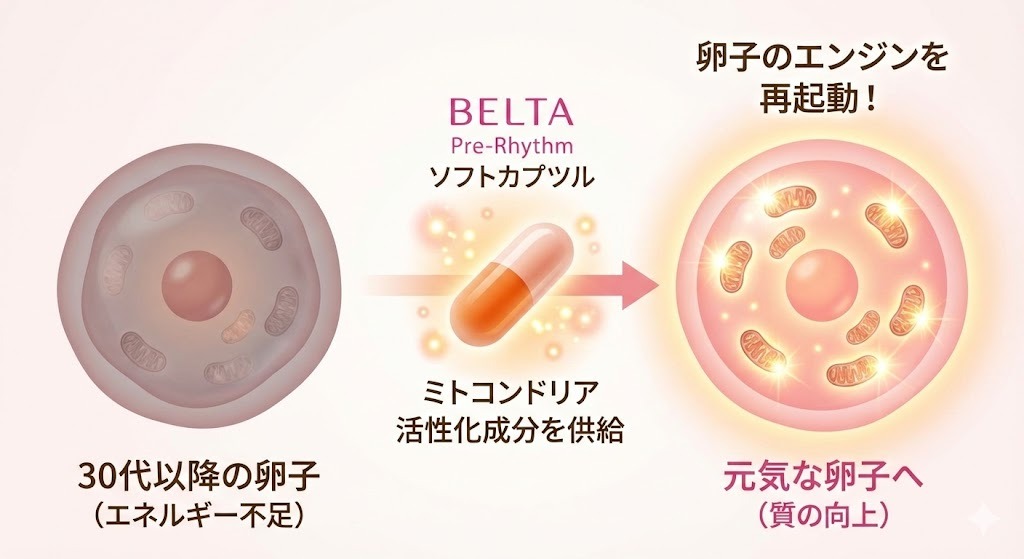 ミトコンドリアと卵子の質の関係図。ベルタプレリズムがエネルギー不足の卵子にミトコンドリア活性化成分を供給し、元気な卵子へ導く仕組みのイラスト。