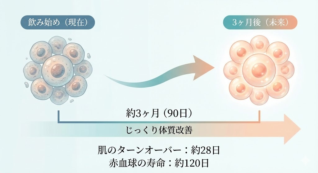 細胞の生まれ変わり(ターンオーバー)には約3ヶ月の時間が必要であることを示すメディカルイラストレーション。飲み始めの古い細胞から、3ヶ月かけて新しい健康な細胞へ変化する様子を図解している。