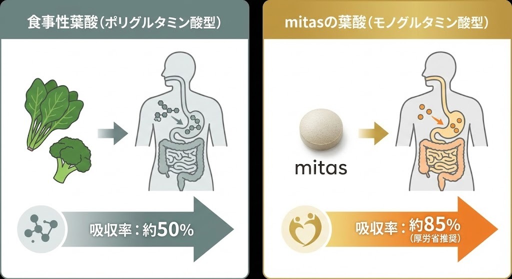 食事性葉酸(ポリグルタミン酸型)とmitasの葉酸(モノグルタミン酸型)の体内吸収率の違いを比較したインフォグラフィック。mitasの葉酸は約85%と吸収率が高く、厚生労働省が推奨していることを分かりやすく図解している。