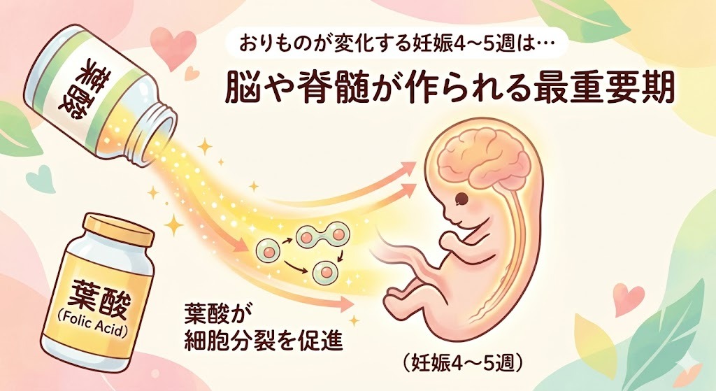 妊娠初期のお腹の中で、脳や脊髄(神経管)が形成される最重要期の小さな命(胎児)のイメージイラスト。葉酸の成分がキラキラとした光となって胎児に届き、細胞分裂をサポートしている様子を描き、葉酸の必要性を伝えるイメージ。