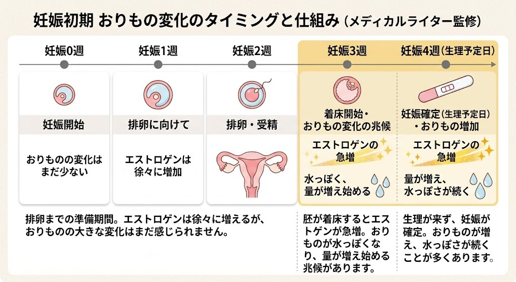 妊娠初期のおりもの変化のタイミングと仕組みを解説するタイムライン図。妊娠0週から4週(生理予定日)までの流れの中で、妊娠3~4週(着床時)からエストロゲン(女性ホルモン)がキラキラと急増し、おりものが水っぽく、量が増え始める様子を描いたイラスト。