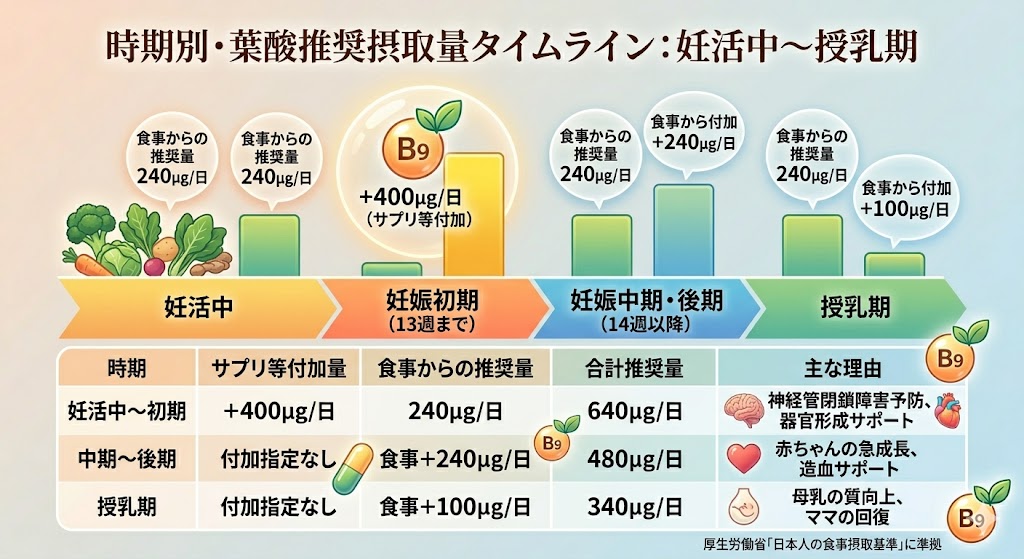 妊活中から妊娠初期、中期・後期、授乳期までの時期別・葉酸推奨摂取量（食事＋サプリメント付加量）タイムライン（厚生労働省「日本人の食事摂取基準」に基づく）
