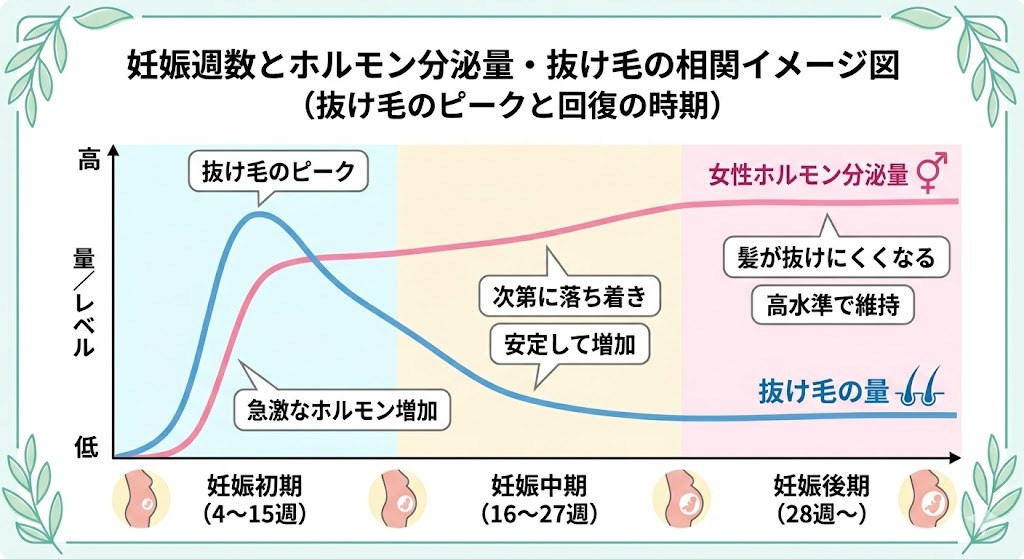 妊娠週数とホルモン分泌量・抜け毛の相関グラフ。妊娠初期に抜け毛がピークを迎えますが、妊娠中期にはホルモン分泌が安定し抜け毛も落ち着く推移を示しています。