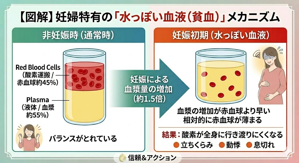 妊婦特有の「水っぽい血液（貧血）」メカニズムを示す図解。左側に「非妊娠時」のバランスがとれた血液組成（液体/血漿55%、赤血球45%）、右側に「妊娠初期」の血漿（液体）が急増（約1.5倍）し赤血球が薄まった血液組成、下部に「結果：酸素が全身に行き渡りにくくなる」と症状（立ちくらみ、動悸、息切れ）。