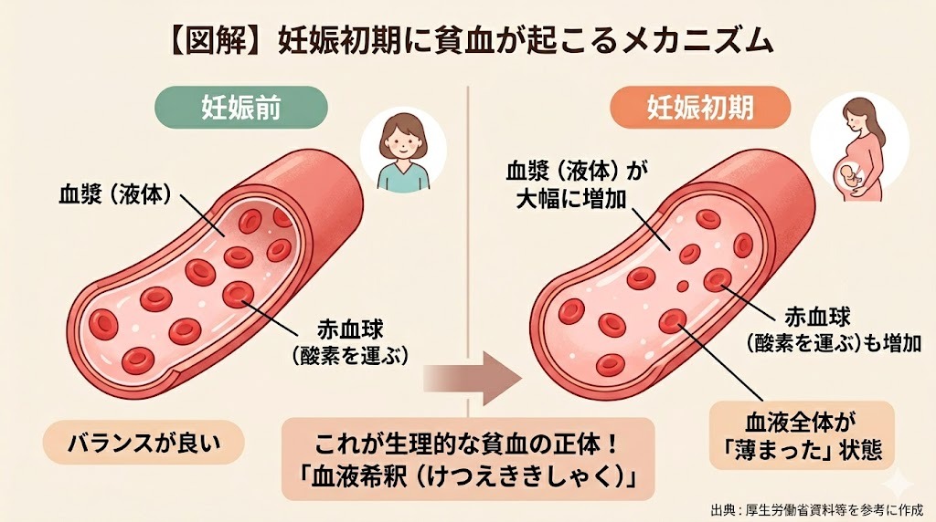 妊娠前と妊娠初期の血管内の様子を比較したイラスト。妊娠中は血漿（液体成分）が大幅に増加することで赤血球がまばらになり、生理的に血液が薄まる「血液希釈」が起こるメカニズムを図解しています。