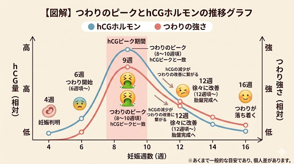 つわりのピークとhCGホルモン分泌量の推移を示すグラフ。妊娠4週から16週までの期間で、妊娠8週〜10週頃をピーク（頂点）として最も辛くなり、その後ゆるやかに下降して改善に向かう様子を表しています。