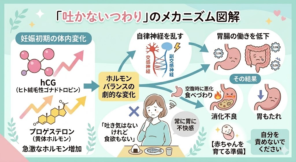妊娠初期に吐き気なしの食欲不振が起こる原因とメカニズム（hCGやプロゲステロンなどホルモン増加による自律神経の乱れと胃腸の働き低下）