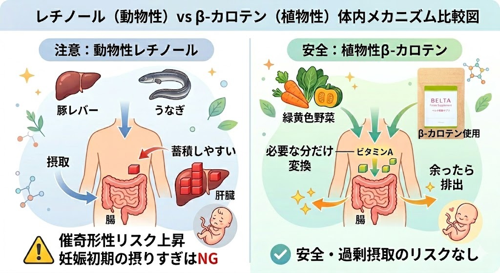 動物性レチノール(注意、蓄積しやすい、催奇形性リスク、豚レバー、うなぎ)と植物性β-カロテン(安全、必要な分だけ変換、余ったら排出、過剰摂取リスクなし、緑黄色野菜、サプリ)の体内メカニズムを比較した図解。