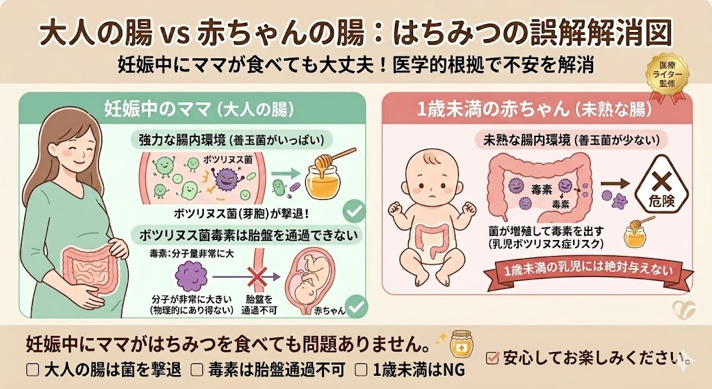 「大人の腸 vs 赤ちゃんの腸：はちみつの誤解解消図」をテーマにしたインフォグラフィック。妊娠中のママ（大人の腸）は善玉菌が多くボツリヌス菌毒素を撃退し胎盤も通過できないため「はちみつを食べてもOK」であることを図解。一方で、1歳未満の赤ちゃん（未熟な腸）は善玉菌が少なく菌が増殖し毒素を出すため「はちみつはNG（危険）」であることを説明。下部に「大人の腸は菌を撃退」「毒素は胎盤通過不可」「1歳未満はNG」などのまとめと「安心してお楽しみください」というメッセージを記載。