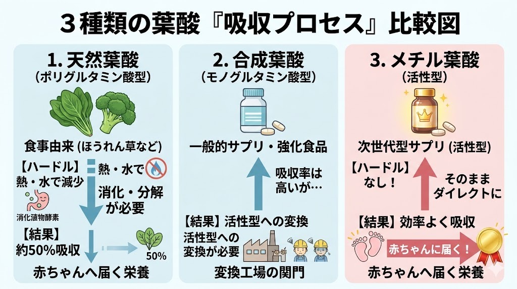 3種類の葉酸（天然葉酸・合成葉酸・メチル葉酸）の体内での吸収プロセスの違いを比較した図解。