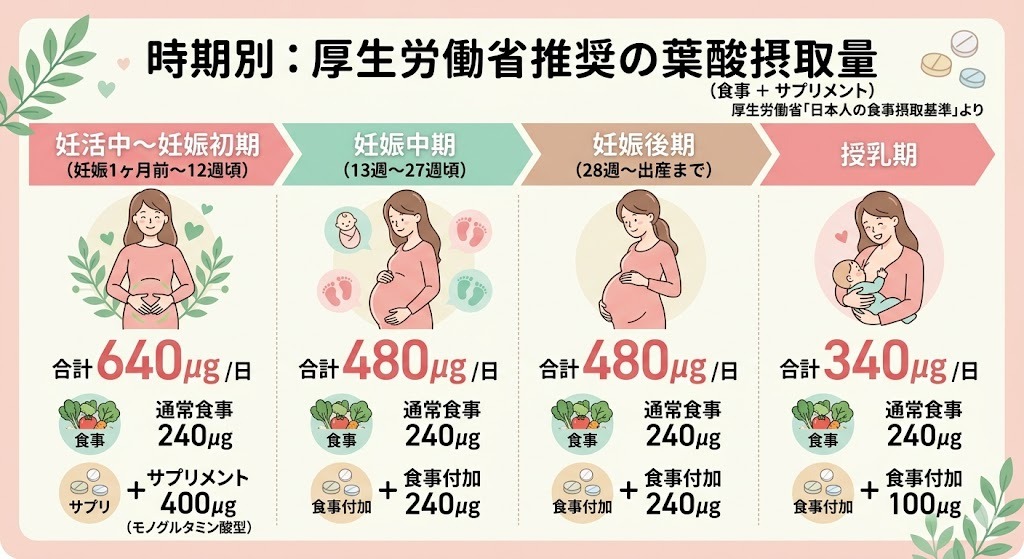 厚生労働省のデータに基づく、時期別（妊活中～妊娠初期、中期、後期、授乳期）の正しい葉酸摂取量（合計・食事・サプリ付加量）をまとめたインフォグラフィック表。妊活中～妊娠初期はサプリで＋400μgが必要。
