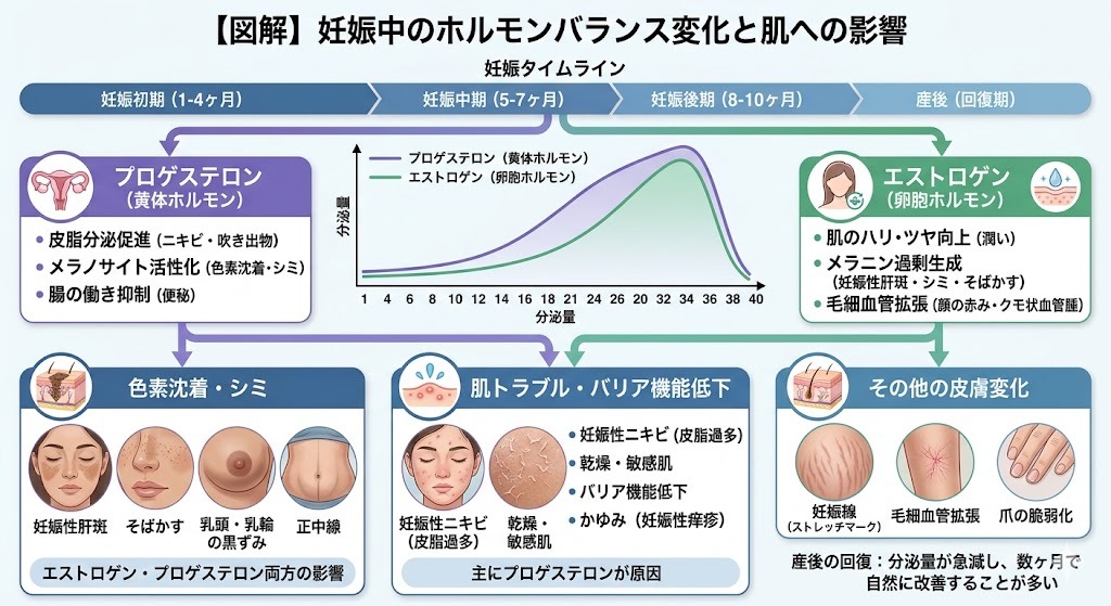 妊娠中のホルモンバランス変化と肌への影響図解