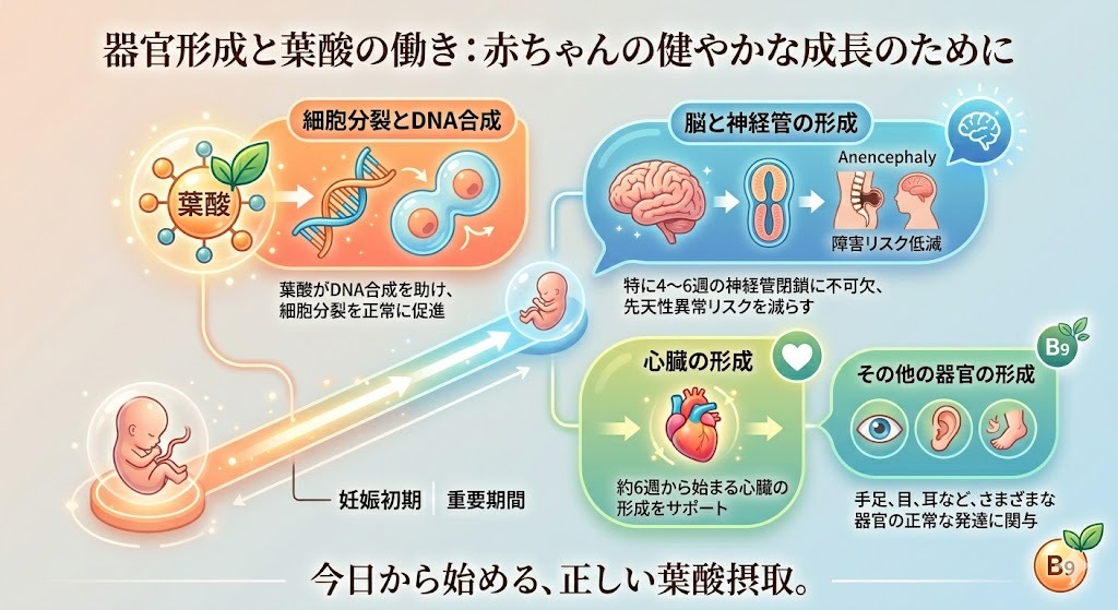 妊娠初期（4〜7週）の赤ちゃんの器官形成（脳・脊髄・心臓）における葉酸の重要性と、細胞分裂サポートの役割を示す図解