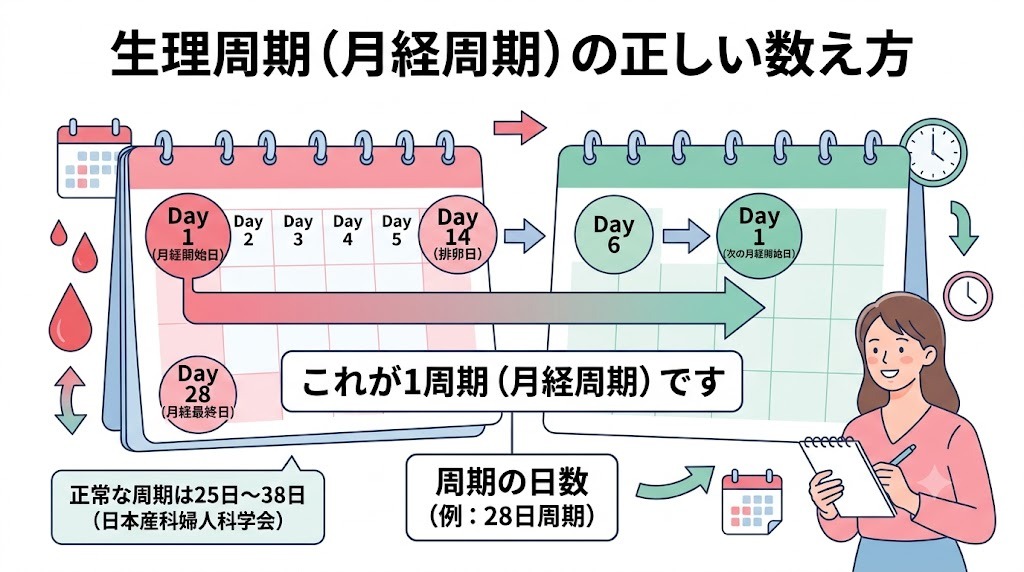 生理周期（月経周期）の正しい数え方と1周期の日数の測り方を解説したカレンダー図解