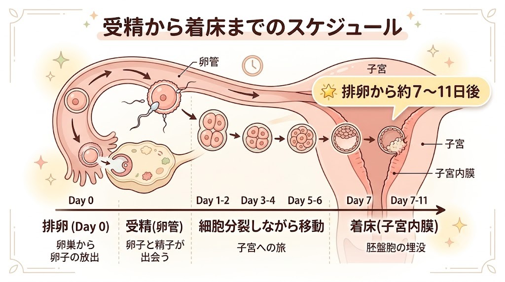 受精から着床までのスケジュール図。排卵から約7〜11日後に受精卵が子宮内膜に着床するまでの時間と流れ
