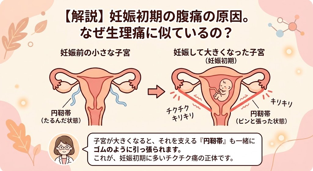 妊娠初期の右だけ・左だけ痛い腹痛の原因となる、円靭帯の伸びを解説する図解イラスト