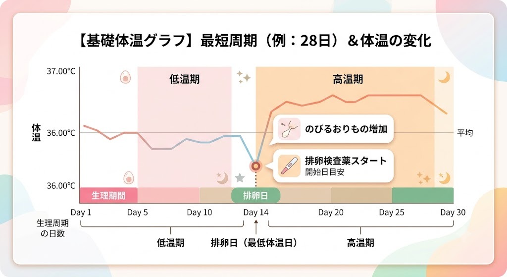 基礎体温グラフと排卵検査薬を併用して精度を上げるコツ。最低体温日とおりものの増加に合わせた無駄打ちしない検査開始のタイミング図解