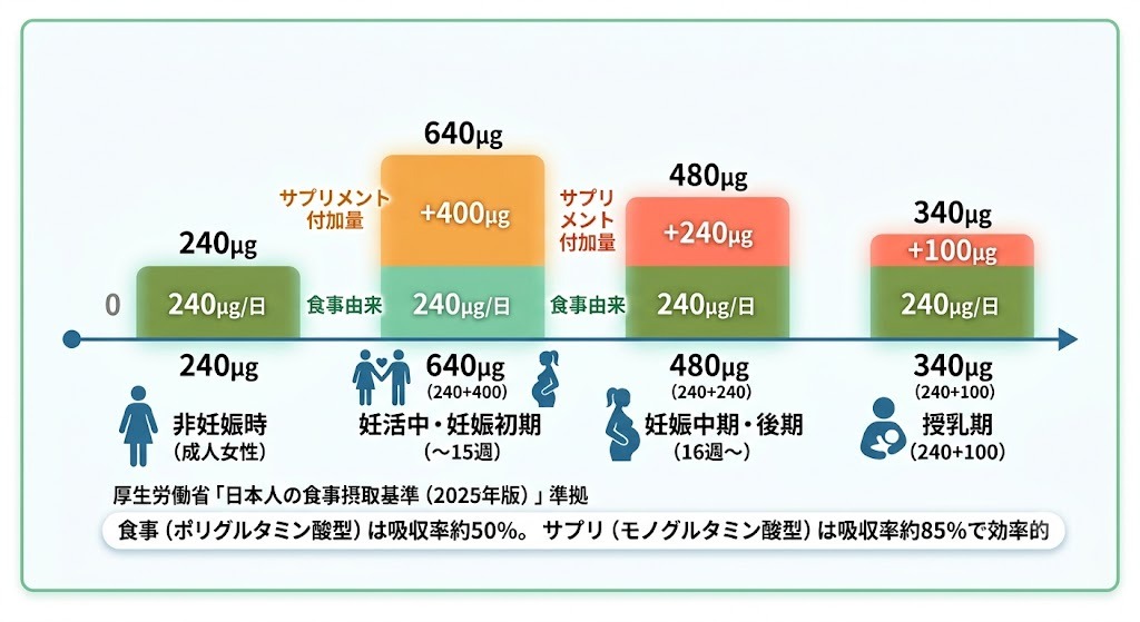 厚生労働省推奨の時期別（妊活から授乳期）葉酸摂取目安量を示すステップグラフ