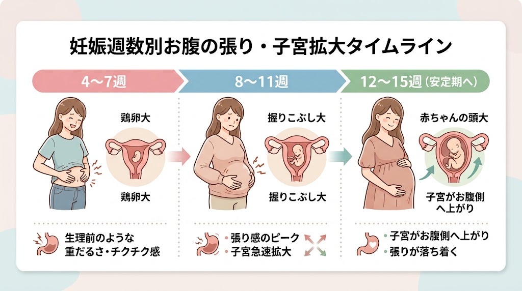 妊娠4週から15週までの子宮の大きさとお腹の張りの変化を示すタイムライン図解