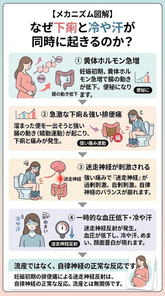 妊娠初期に下痢と冷や汗が同時に起きるメカニズム（黄体ホルモンと迷走神経反射のステップ図解）